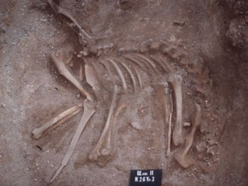 Ο σκελετός του σκύλου που βρέθηκε τελετουργικά θαμμένος στη Σιβηρία.