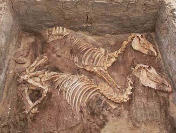 Oι δύο από τους δέκα σκελετούς των γαϊδάρων που βρέθηκαν στην αρχαία Άβυδο