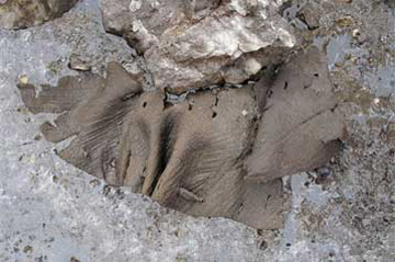 Nεολιθικός θησαυρός στις Άλπεις