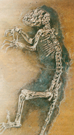 Απολίθωμα φέρεται να κρύβει το μυστικό της Θεωρίας της Εξέλιξης