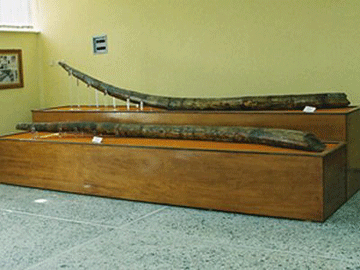 Στο βιβλίο Γκίνες οι χαυλιόδοντες των Γρεβενών