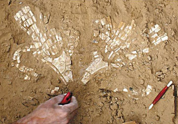 Ζωικά μοτίβα και ανθρώπινες μορφές  5.000 ετών αποκαλύπτονται στο Gonur