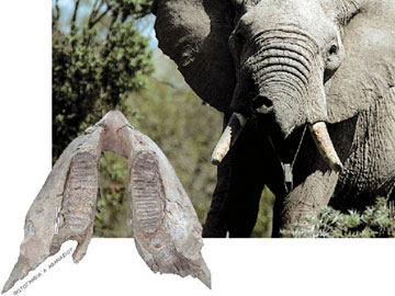 Ελέφαντες στο θεσσαλικό κάμπο