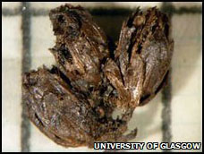 Η αρχαιότερη ανθοδέσμη της Βρετανίας