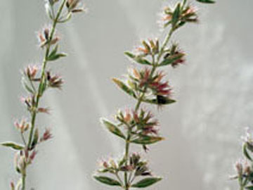 Εθνικός δρυμός η… Ακρόπολη