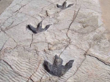 Οι βροχές εξαφάνισαν αποτυπώματα δεινοσαύρων στη Βολιβία