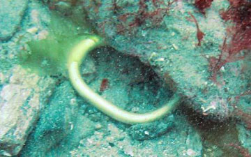 3.000 χρόνια ευρωπαϊκού εμπορίου αναδύονται στη Βρετανία