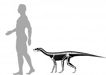 Οι πρώτοι δεινόσαυροι περπατούσαν στα τέσσερα