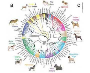 Τα αρχαιότερα απολιθωμένα οστά σκύλου βρέθηκαν στην Ελβετία