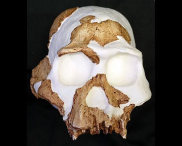 Κανίβαλοι οι πρώτοι άνθρωποι;