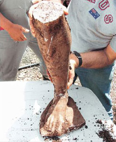 Συμπληρώνεται το παζλ του μυστηρίου των δίδυμων κούρων