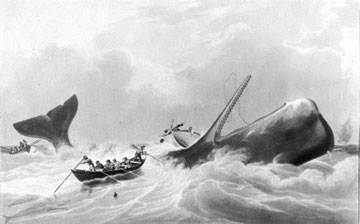 Προϊστορική φάλαινα παίρνει το όνομα του συγγραφέα του Μόμπι Ντικ