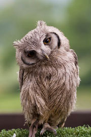 Επέστρεψαν οι κουκουβάγιες στην Ακρόπολη