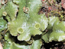 Εντοπίστηκε ο Αδάμ των χερσαίων φυτών