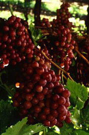 Πριν 8.000 χρόνια έγιναν οι πρώτες καλλιέργειες σταφυλιών