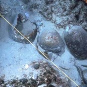 Οι υποβρύχιες αρχαιολογικές δραστηριότητες το θέμα του πρώτου πλωτού μουσείου