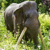 Δύο παλαιοντολογικές εκθέσεις ετοιμάζονται στη Β. Ελλάδα