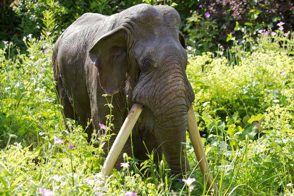 Δύο παλαιοντολογικές εκθέσεις ετοιμάζονται στη Β. Ελλάδα