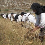Η γυναίκα της Ολύμπου αποκτά σωματείο