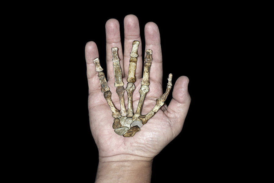 Οστά του χεριού του αυστραλοπίθηκου sediba που βρέθηκε σε σπήλαιο κοντά στο Γιοχάνεσμπουργκ.
