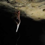 Η φωνή των παιδιών της Προϊστορίας