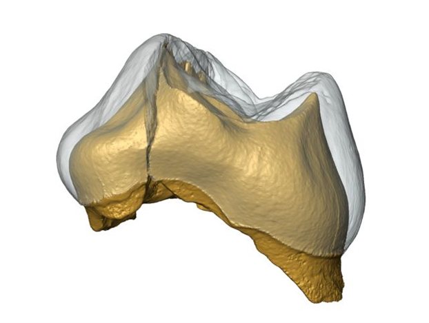 Τρισδιάστατο ψηφιακό μοντέλο νεογιλού δοντιού που βρέθηκε στη θέση Grotta del Cavallo. Η αδαμαντίνη είναι διαφανής (μοιάζει με πέπλο) προκειμένου να διακρίνεται καθαρά η οδοντίνη του περιγράμματος του δοντιού.