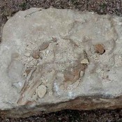 Απολιθωμένο κεφάλι 5 εκατομμυρίων χρόνων