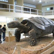 Ταξίδι στο χρόνο μέσα από τα απολιθώματα