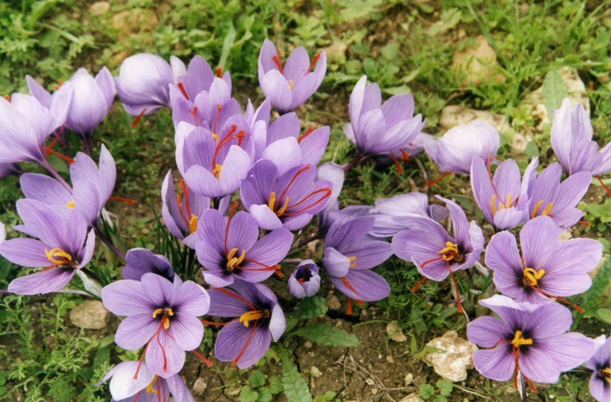 Εικ. 3. Κρόκος ο ήμερος (Crocus sativus L) στο χωριό Κρόκος της Κοζάνης. 