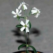 Προϊστορικό φυτό ανθίζει μετά από 32.000 χρόνια στην κατάψυξη!