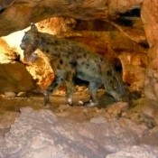 Κιλκίς: Αρχές Μαΐου τα εγκαίνια της Παλαιοντολογικής Έκθεσης