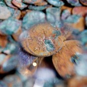 30.000 ρωμαϊκά νομίσματα βρέθηκαν στο Μπαθ
