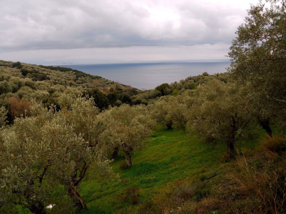 Τοπίο κοντά στην Αργαλαστή, στο νότιο Πήλιο. 