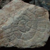 Σπείρες 5000 ετών από την Ηρακλειά των Κυκλάδων