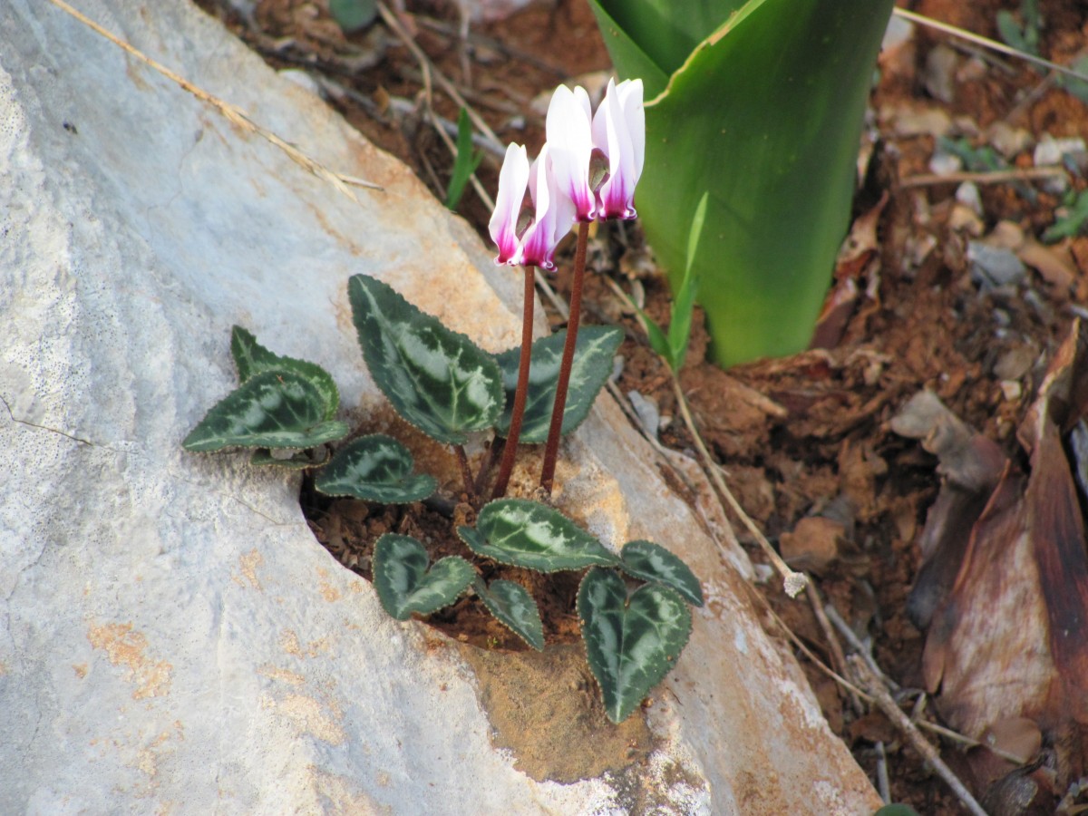 Κρητική ύπαιθρος