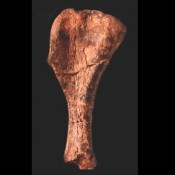 Στο Μουσείο Φυσικής Ιστορίας απολίθωμα σπάνιου είδους δεινοσαύρου
