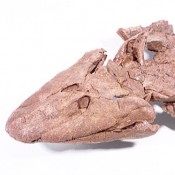 Το απολίθωμα του Τικτααλίκ αποκαλύπτει πώς τα ψάρια εξελίχτηκαν μέσα στο νερό σε τετράποδα ζώα