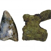 Για πρώτη φορά επιστήμονες ταξινόμησαν δεινόσαυρους που βρέθηκαν στη Σαουδική Αραβία