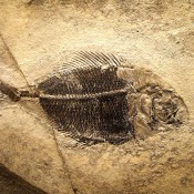 Αρχαίο ψάρι ρίχνει φως στην εξέλιξη του προσώπου των ανθρώπων