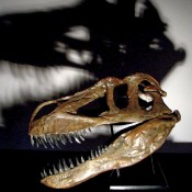 Οι επιστήμονες ανακάλυψαν τα απολιθώματα του δεινόσαυρου «μάστιγα» της Ευρώπης