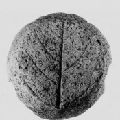 Αμοργός, Κυκλαδικὰ ἀπανθίσματα