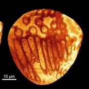 Ανακαλύφθηκε το αρχαιότερο απολιθωμένο σπερματοζωάριο στη Γη