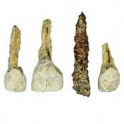 Βρέθηκε στη Γαλατία το αρχαιότερο τεχνητό δόντι στην Ευρώπη