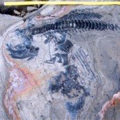 Νεκροταφείο ιχθυόσαυρων στη Χιλή