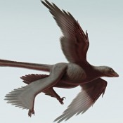 Οι δεινόσαυροι πετούσαν πριν εμφανιστούν τα πουλιά;