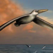 Ανακαλύφθηκε το μεγαλύτερο πουλί που πέταξε ποτέ στη Γη