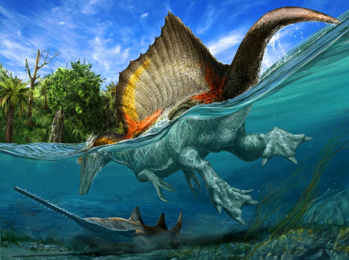 Απεικόνιση του «Σπινόσαυρου του Αιγυπτιακού» που ζούσε πριν από περίπου 95 έως 97 εκατ. χρόνια (φωτ. © Davide Bonadonna / National Geographic magazine).