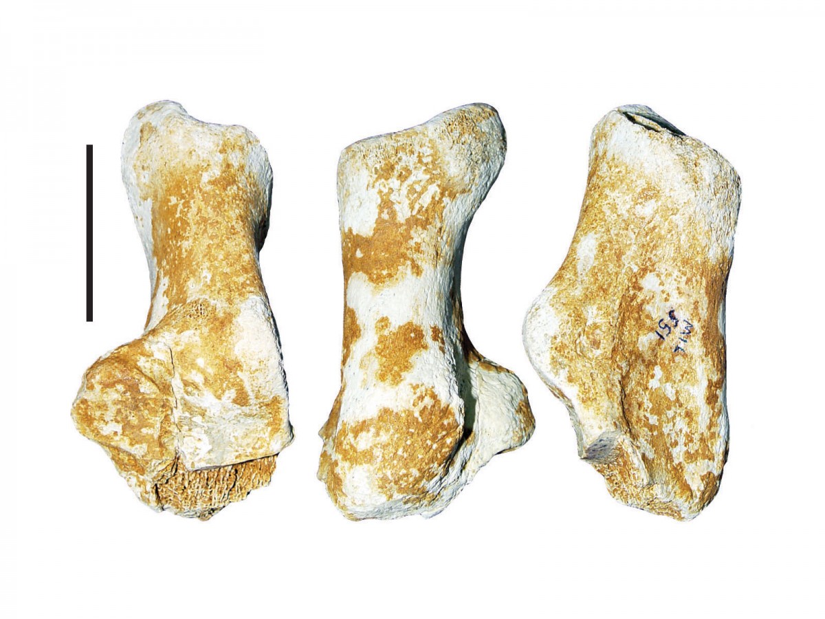 Απολίθωμα πτέρνας από τον αριστερό ταρσό γιγαντιαίας αρκούδας 3.000.000 ετών που βρέθηκε στην περιοχή των Γρεβενών (φωτ. ΑΠΕ-ΜΠΕ).