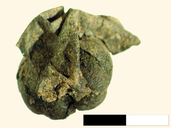 Κουκούτσι σταφυλιού με φλούδα, Ντικιλί Τας, 5η χιλετία π.Χ.