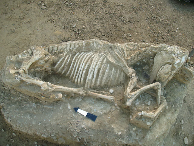 Tαφή αλόγου που αποκαλύφθηκε κατά την πραγματοποίηση δοκιμαστικής έρευνας σε οικόπεδο στη θέση «Ψωμί» του Δήμου Χίου.
